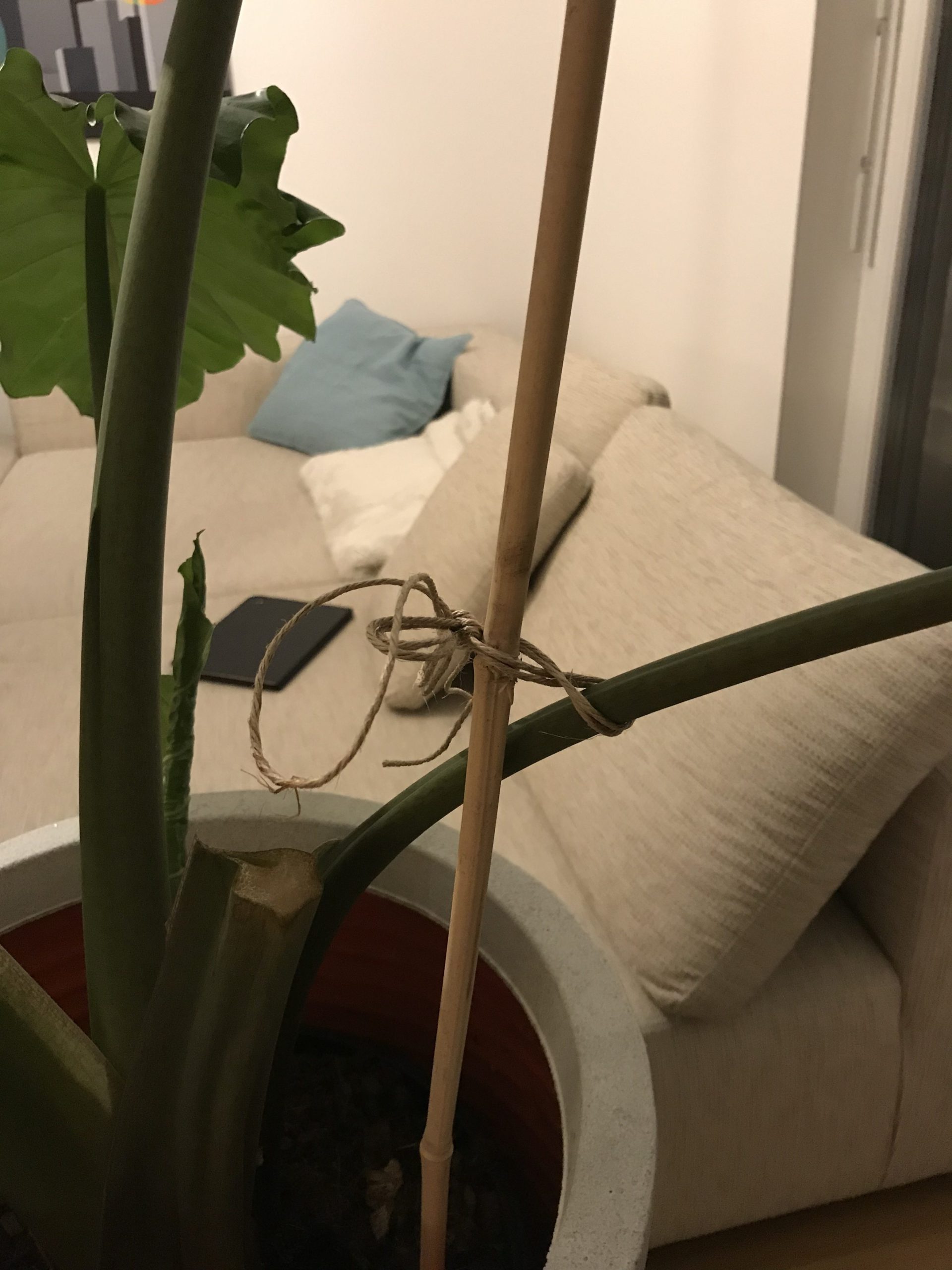 Blatt Alocasia festgebunden