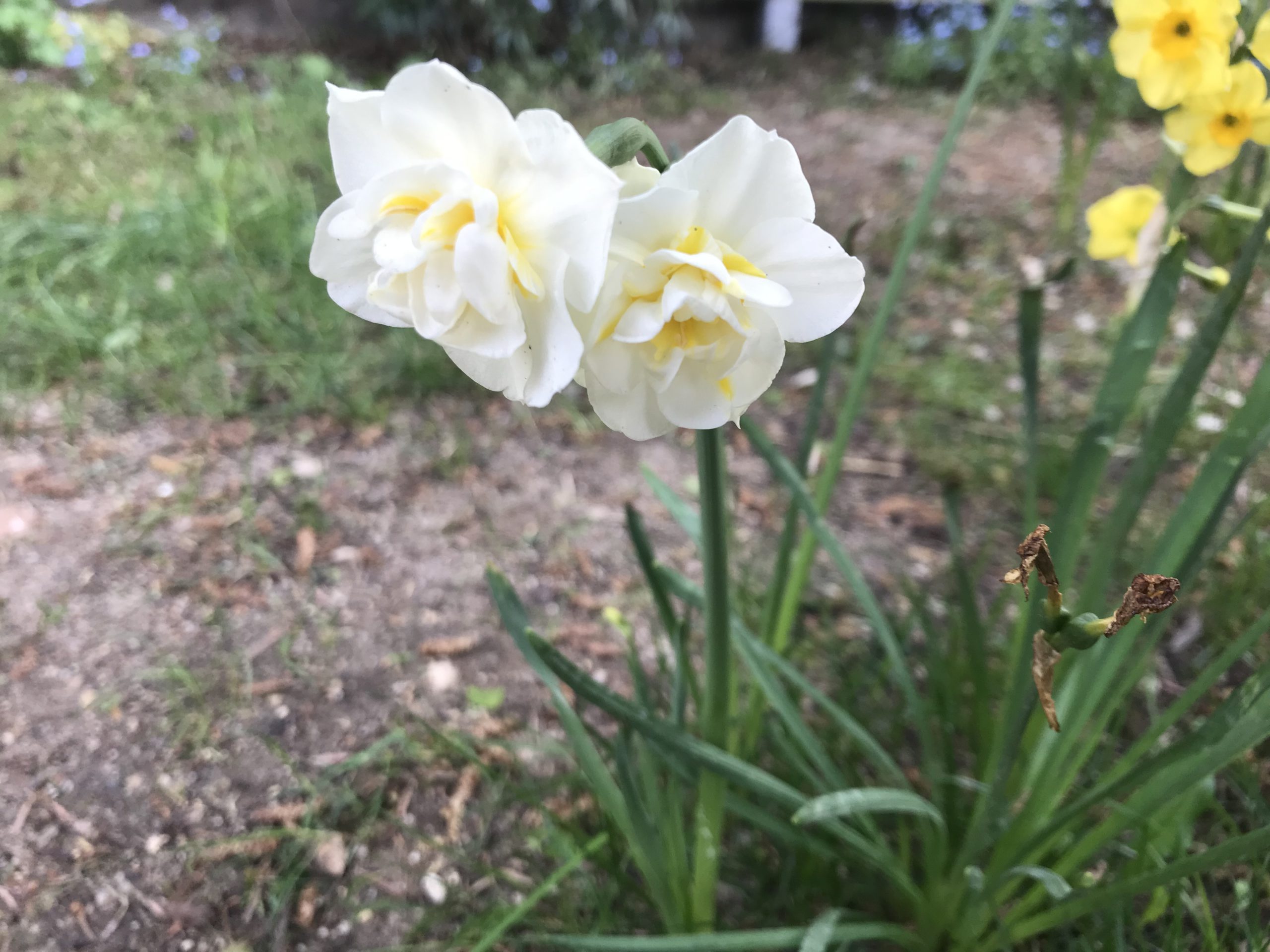 Narzissen im Garten im Frühjahr