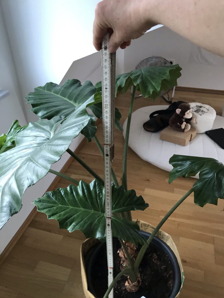 Alocasia portadora Größe