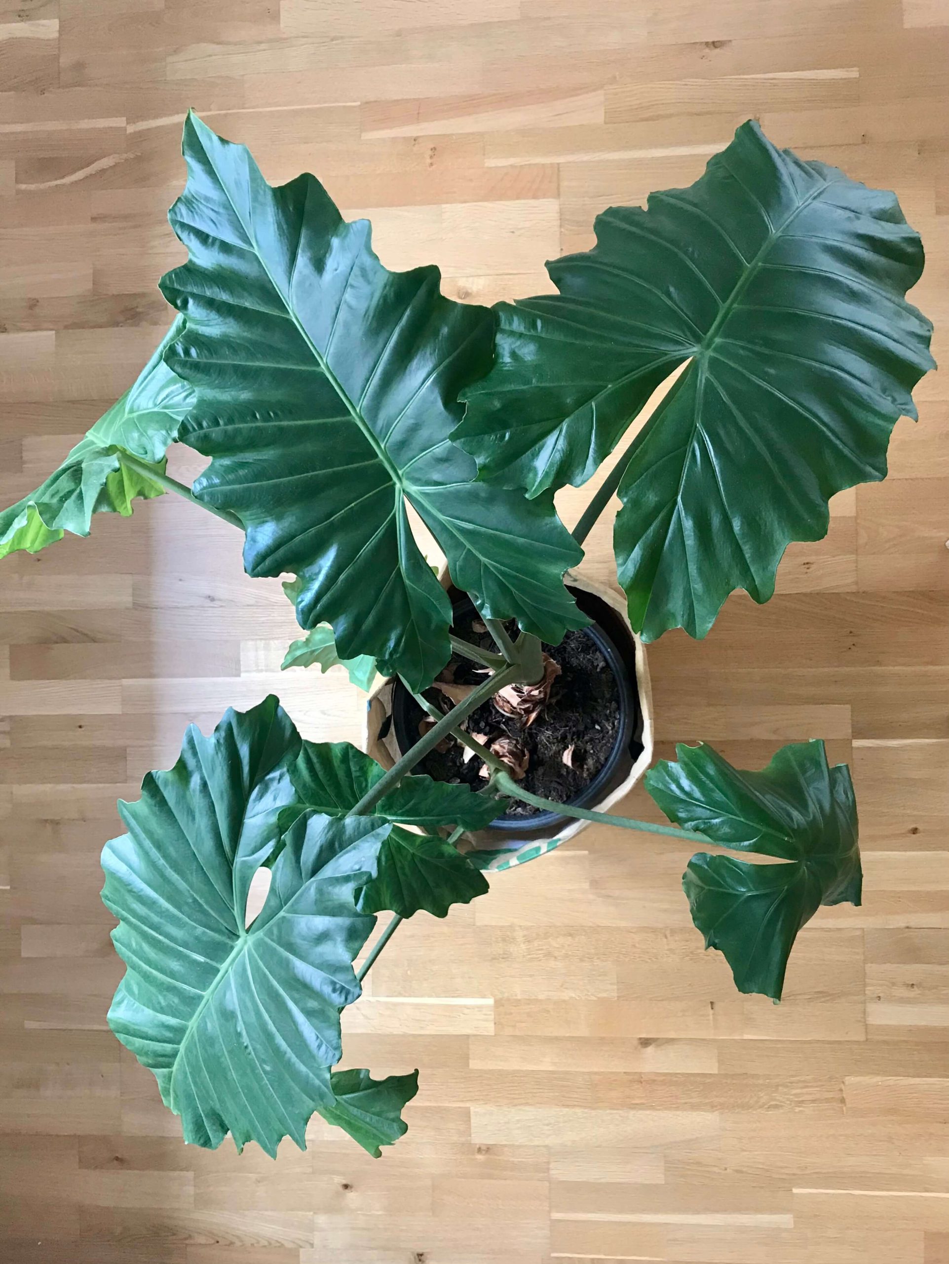 Die Alocasia portadora von oben