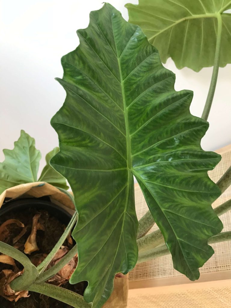 Alocasia portadora Blatt