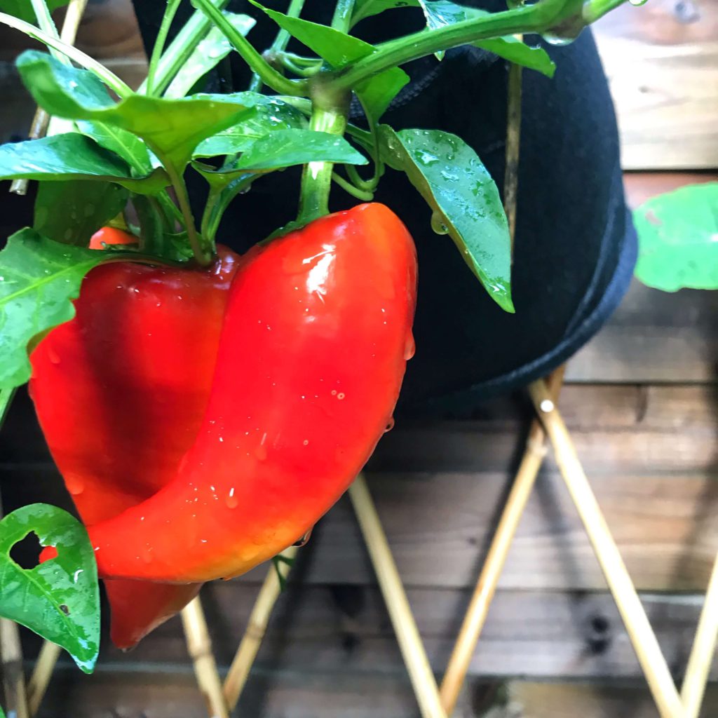 Paprika "Roter Augsburger"