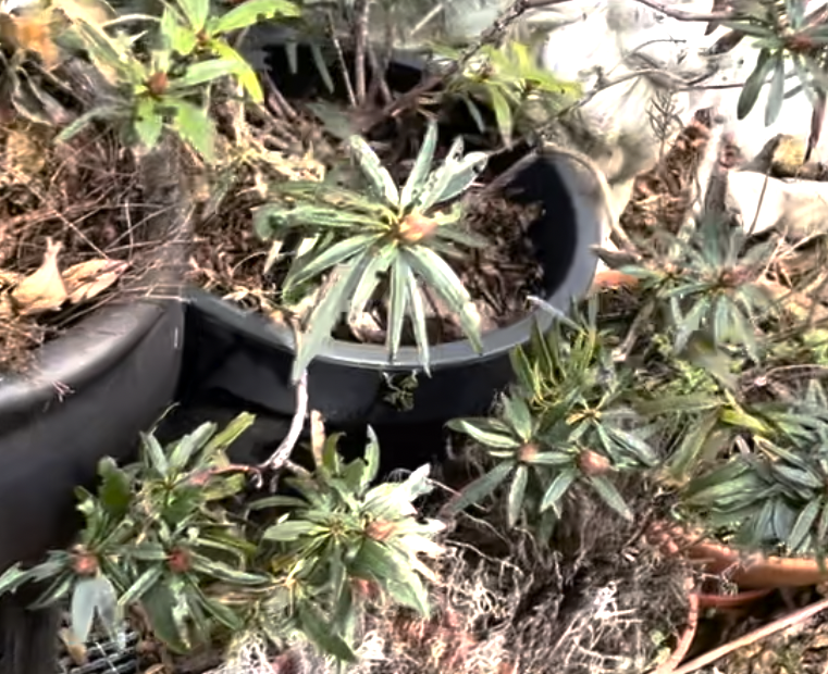 Rhododendron mit Dickmaulrüsslerbefall